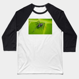 Unique and organic photo of an ant mimic spider cleaning its chelicerae Baseball T-Shirt